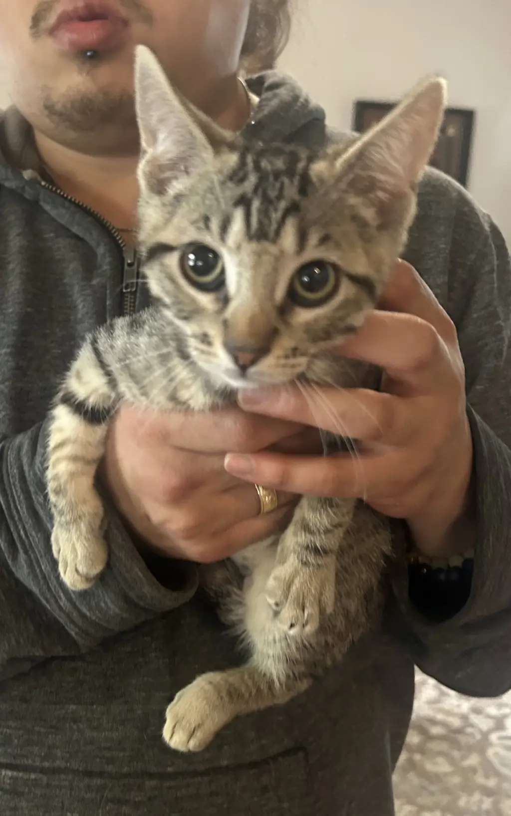 Tabitha Napa petco