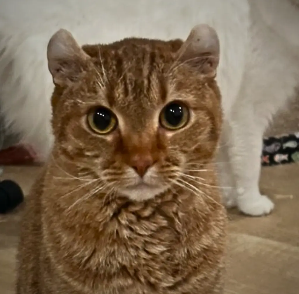 Boba (bonded w/ McFlurry)
