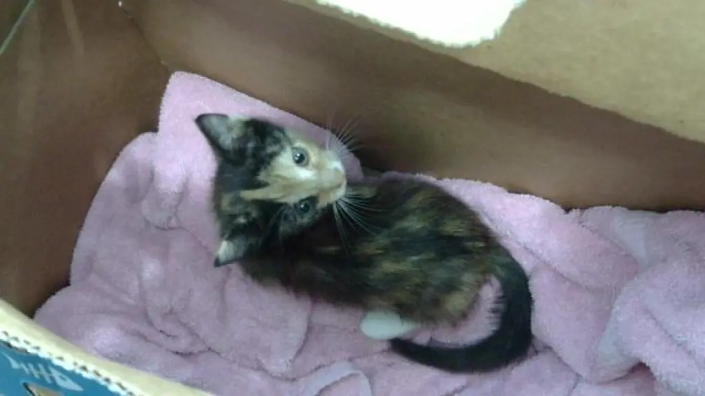 BELLATRIX