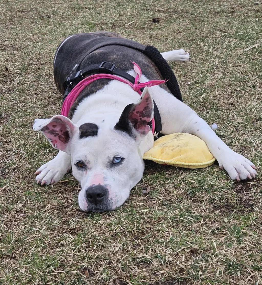 Nyla
