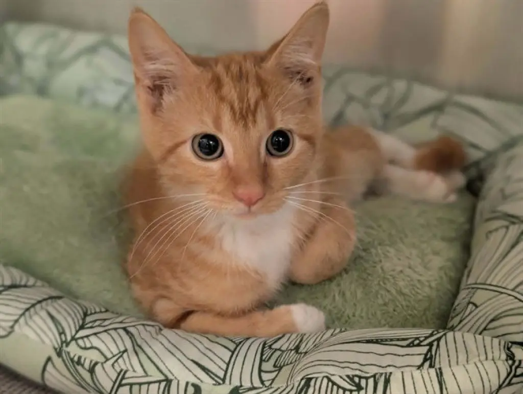 LULU