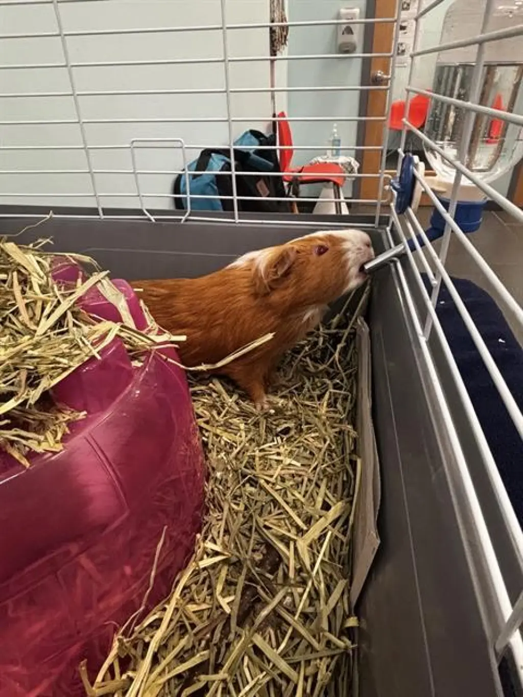 CARAMEL