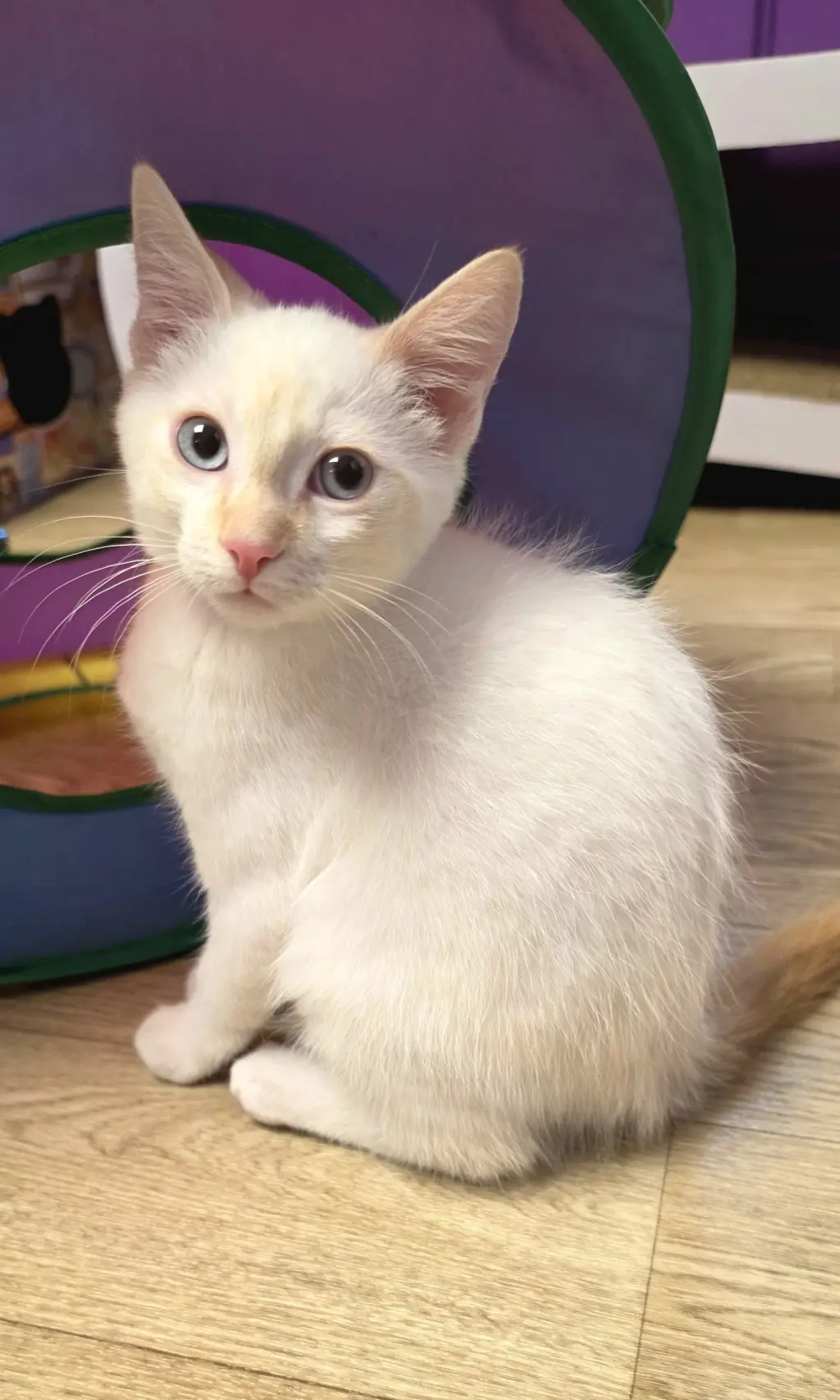 Vanilla