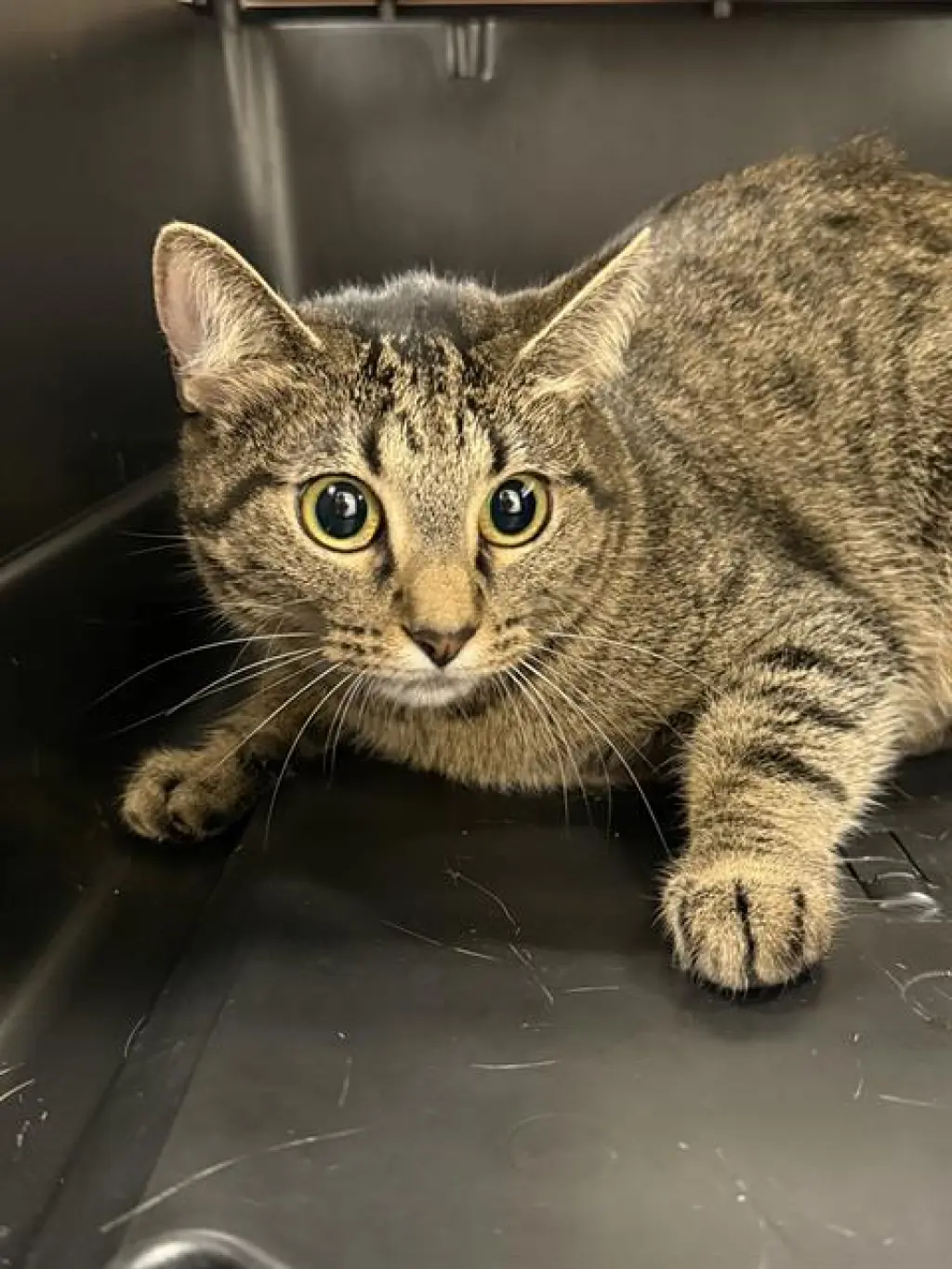 HELGA PAWTAKI