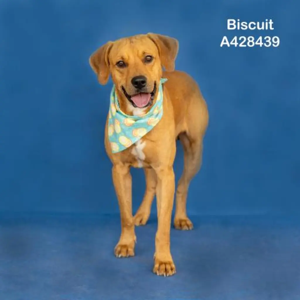 BISCUIT