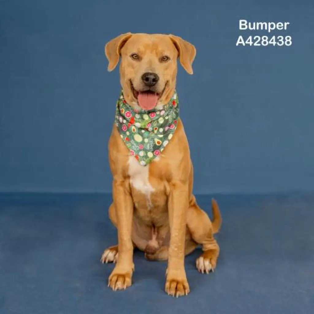 BUMPER