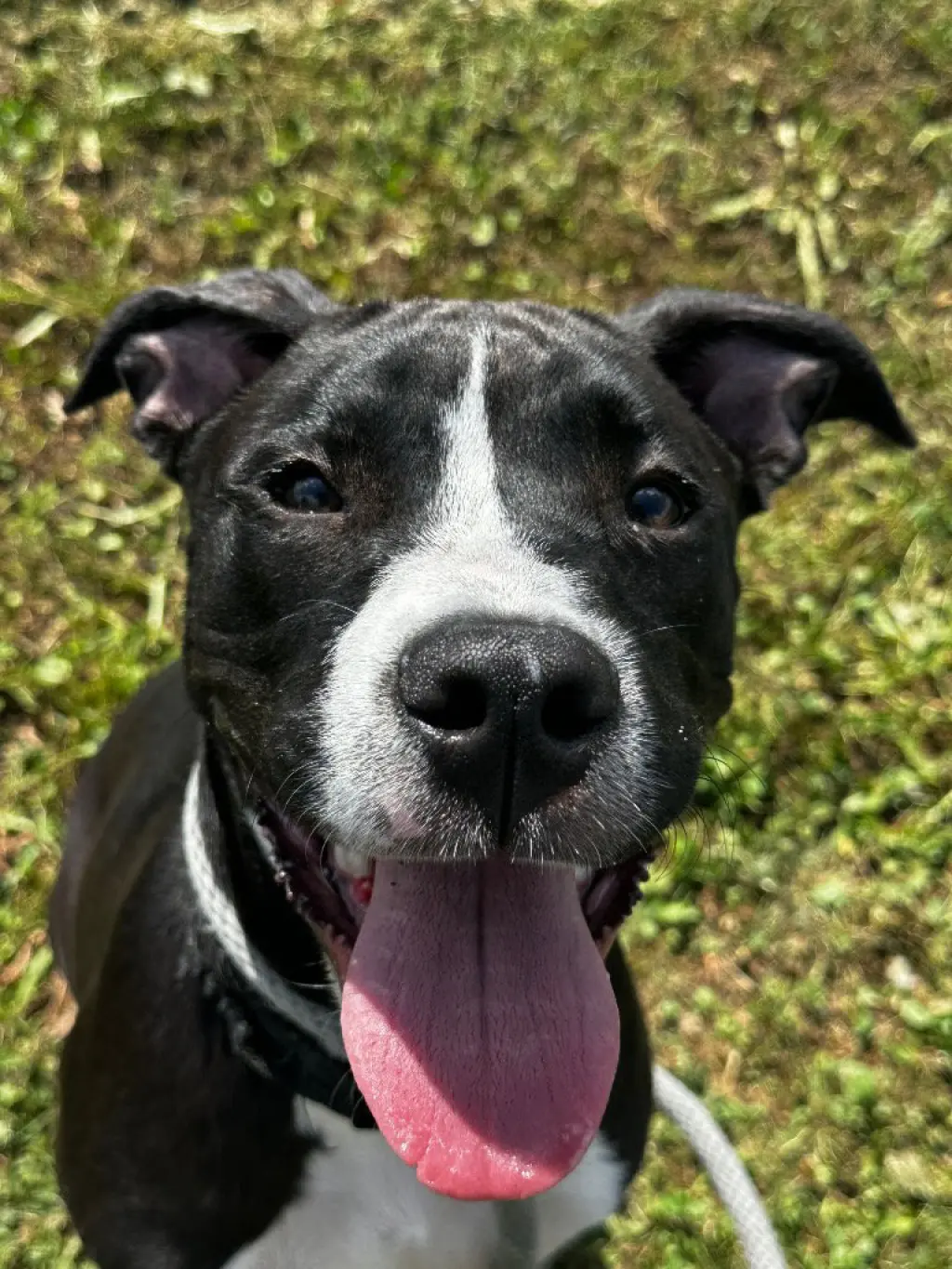 Huckleberry