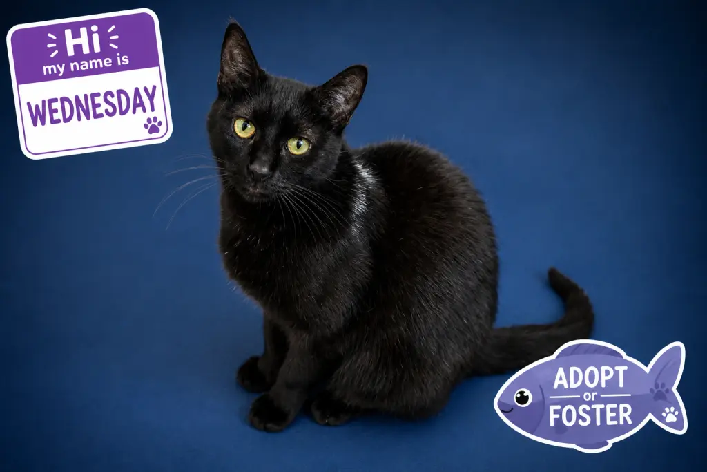 Wednesday (FCID# 05/19/2026 - 70 Brookhaven PS)
