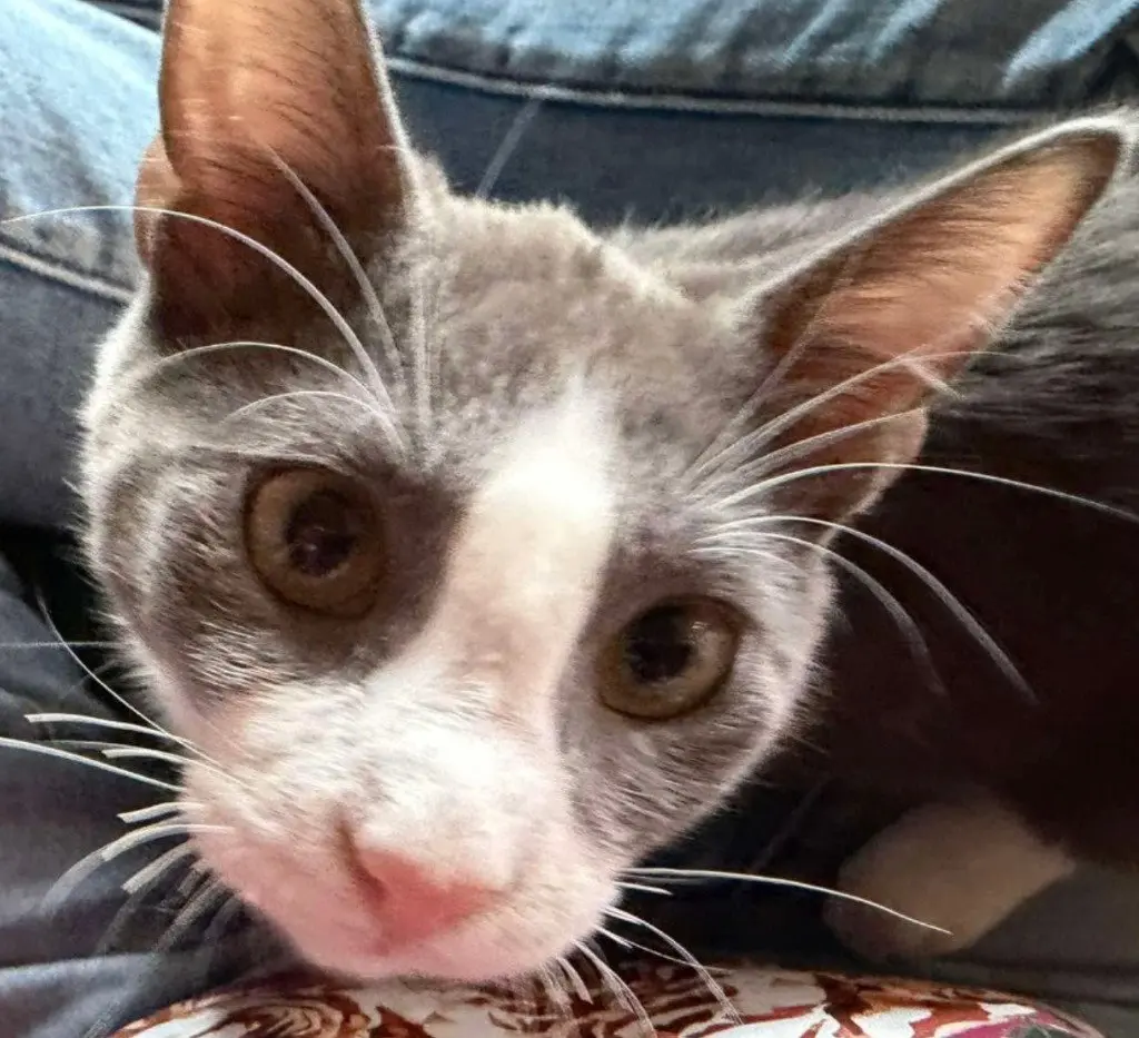 Sir Richard