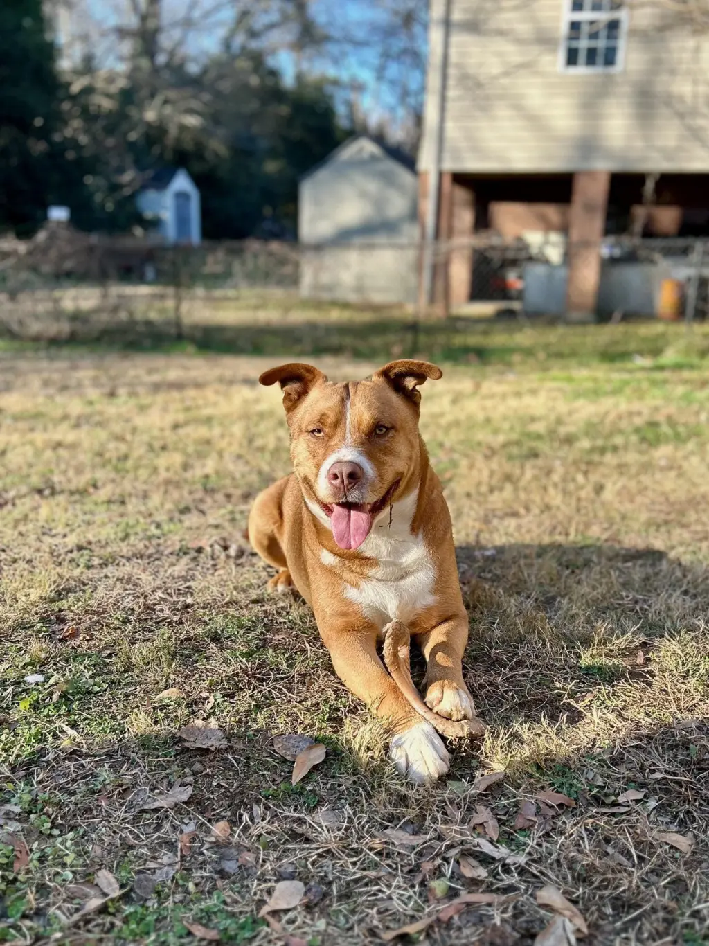 Duke (Courtesy)