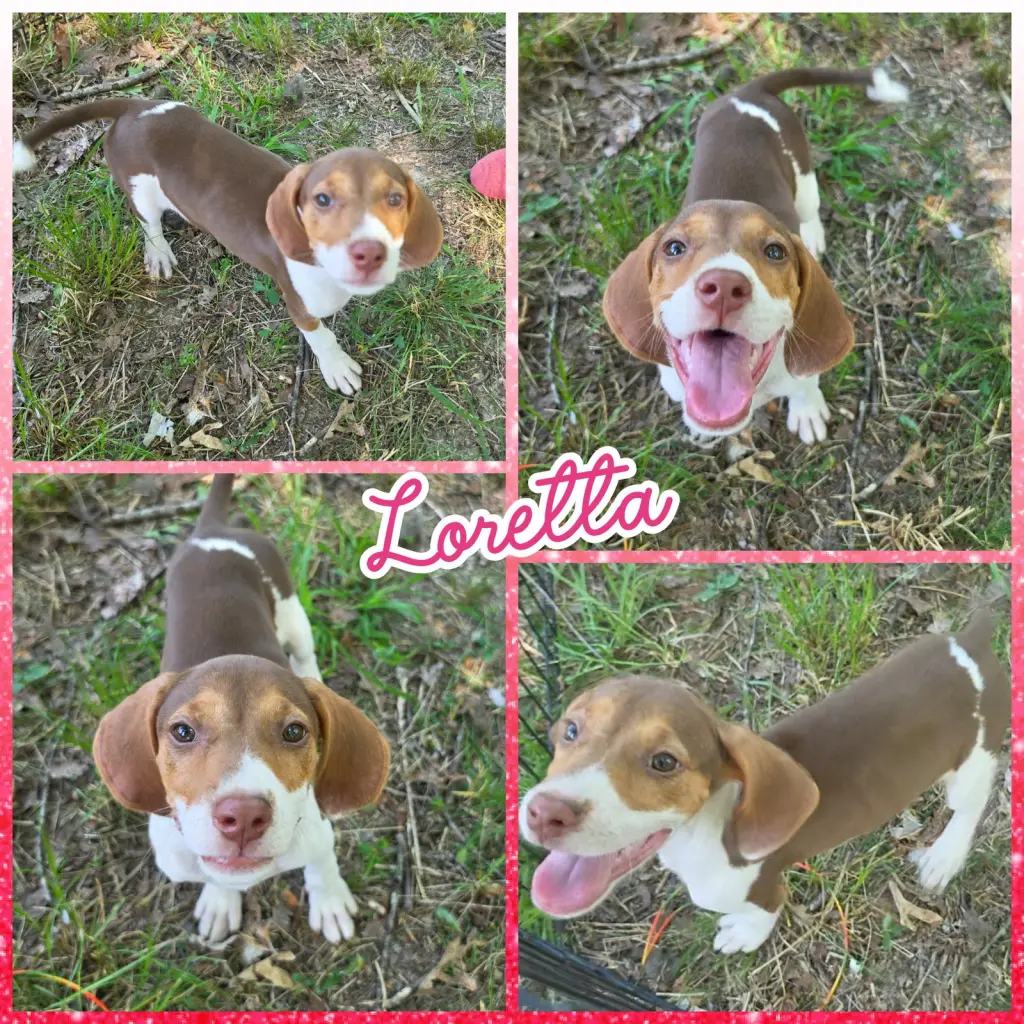 Loretta