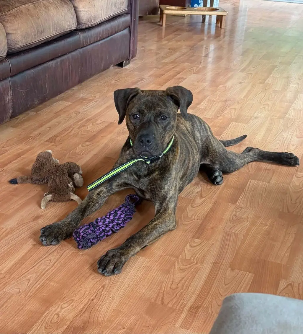 Arlo