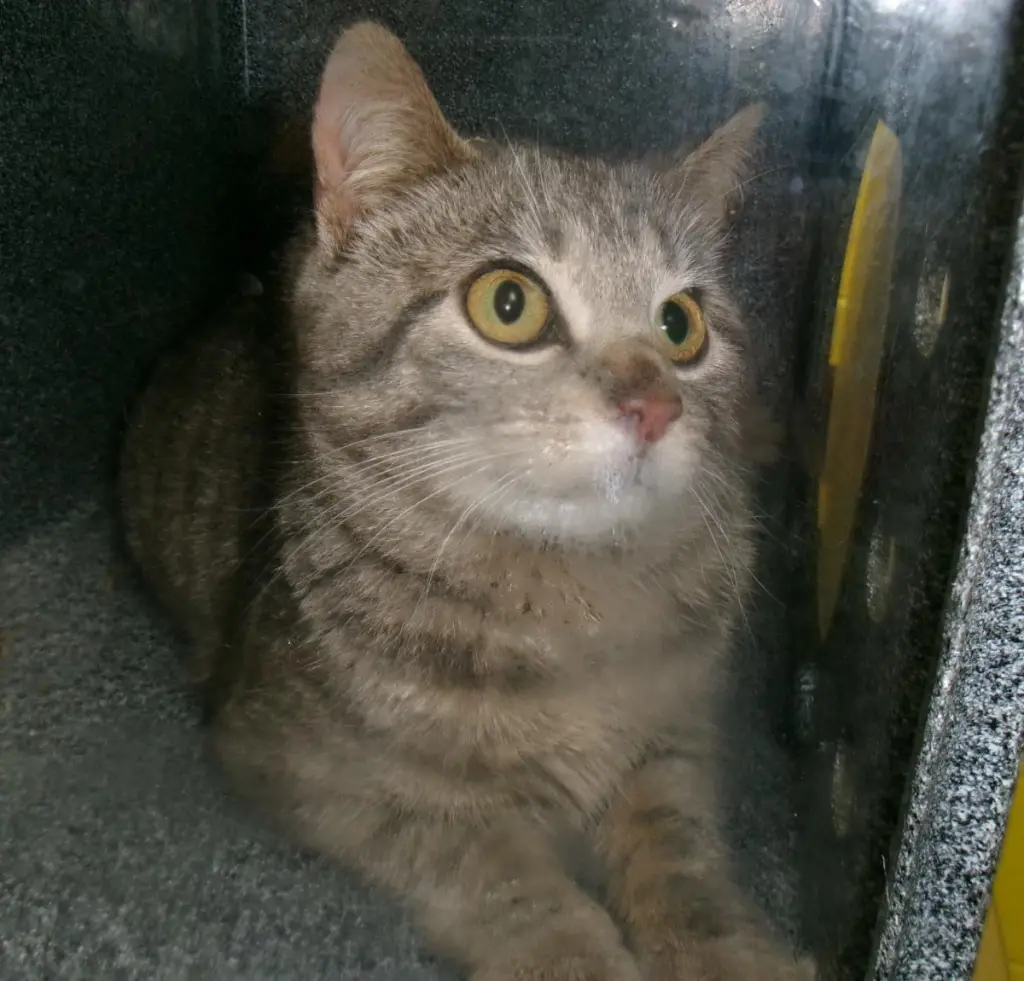 Racket (Working Cat)