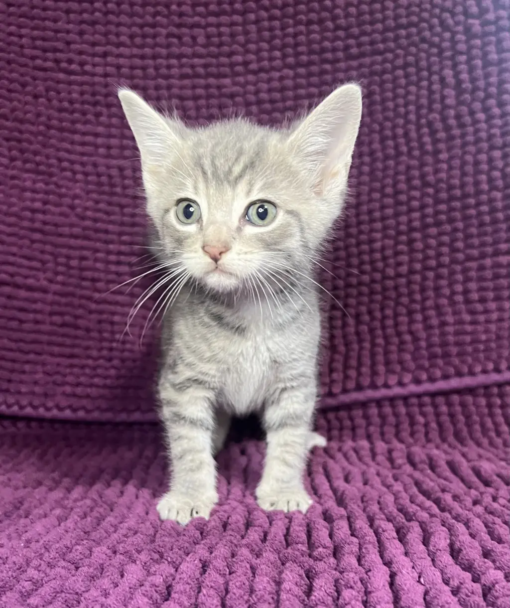 Eli