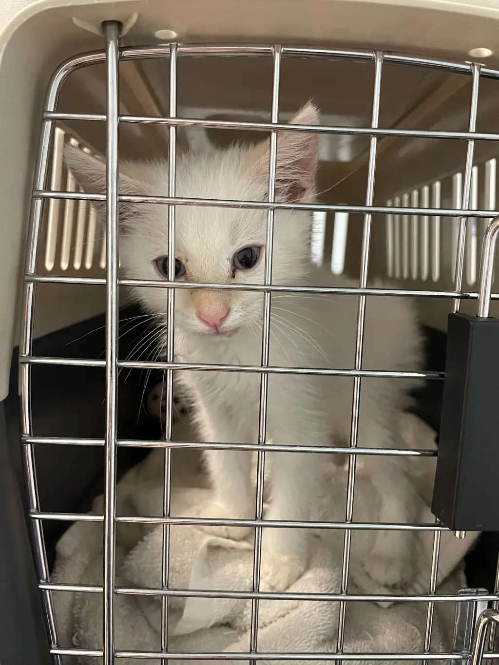 Babe