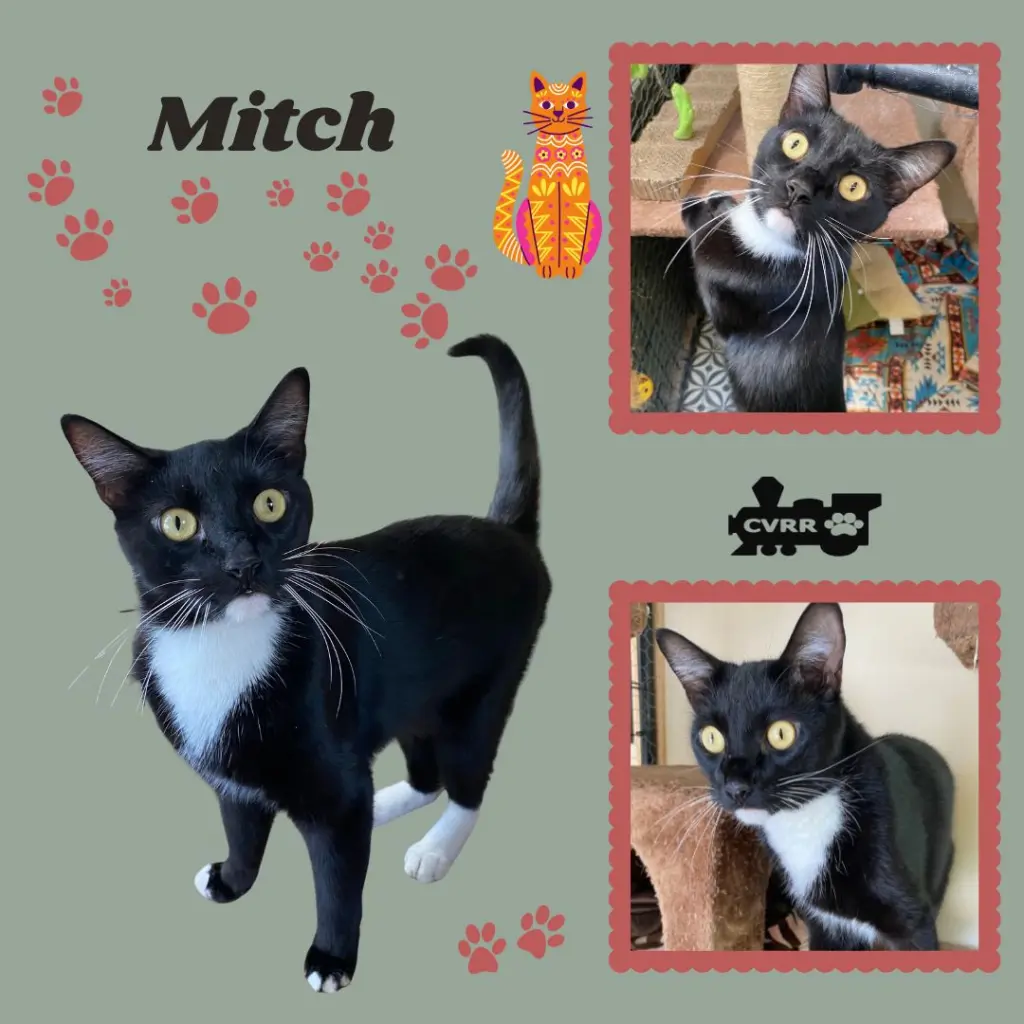 Mitch (Cat)