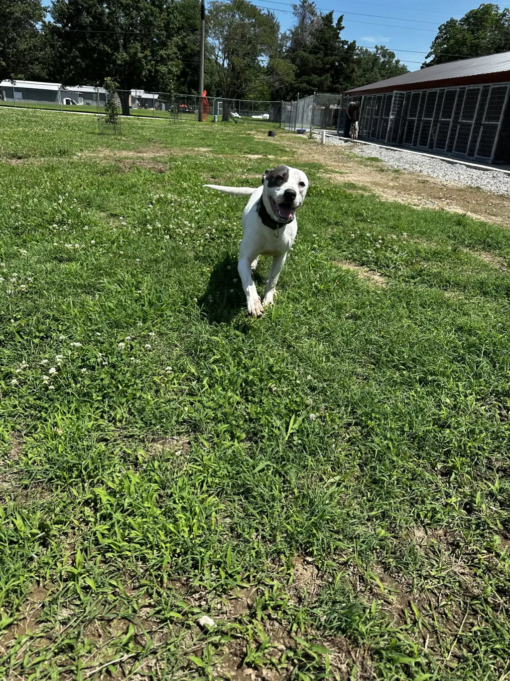 Rye