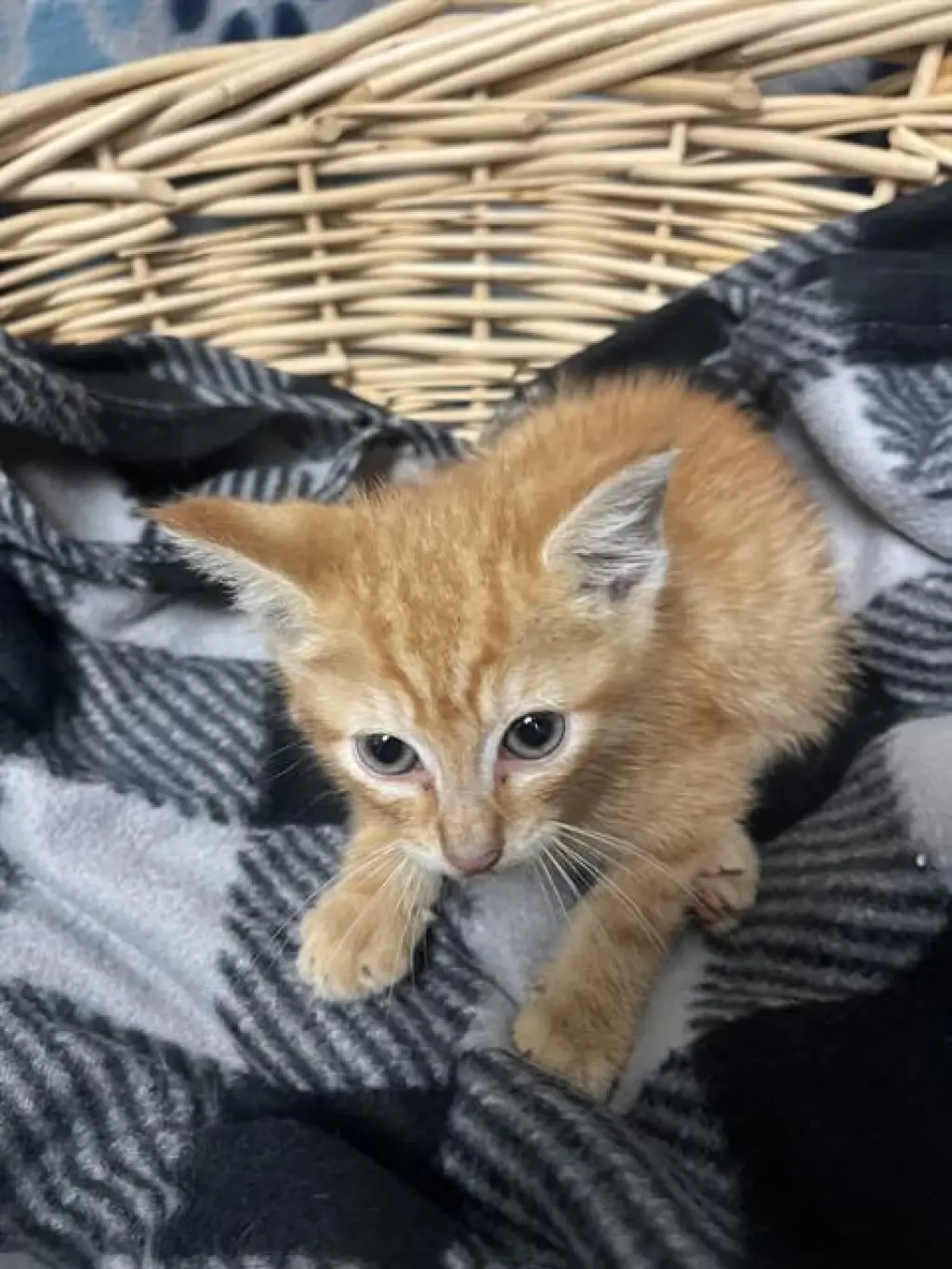 GARFIELD