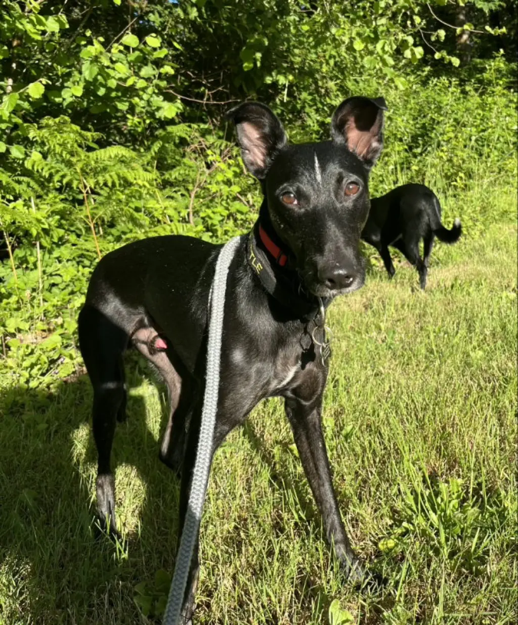 Handsome Jack