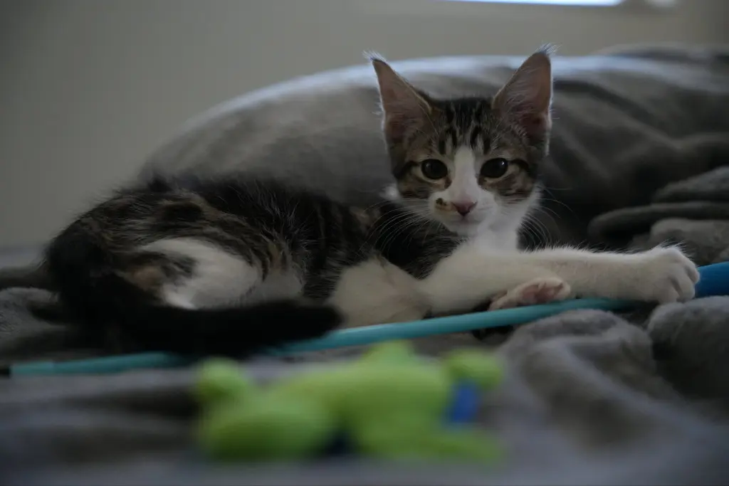 Elliot