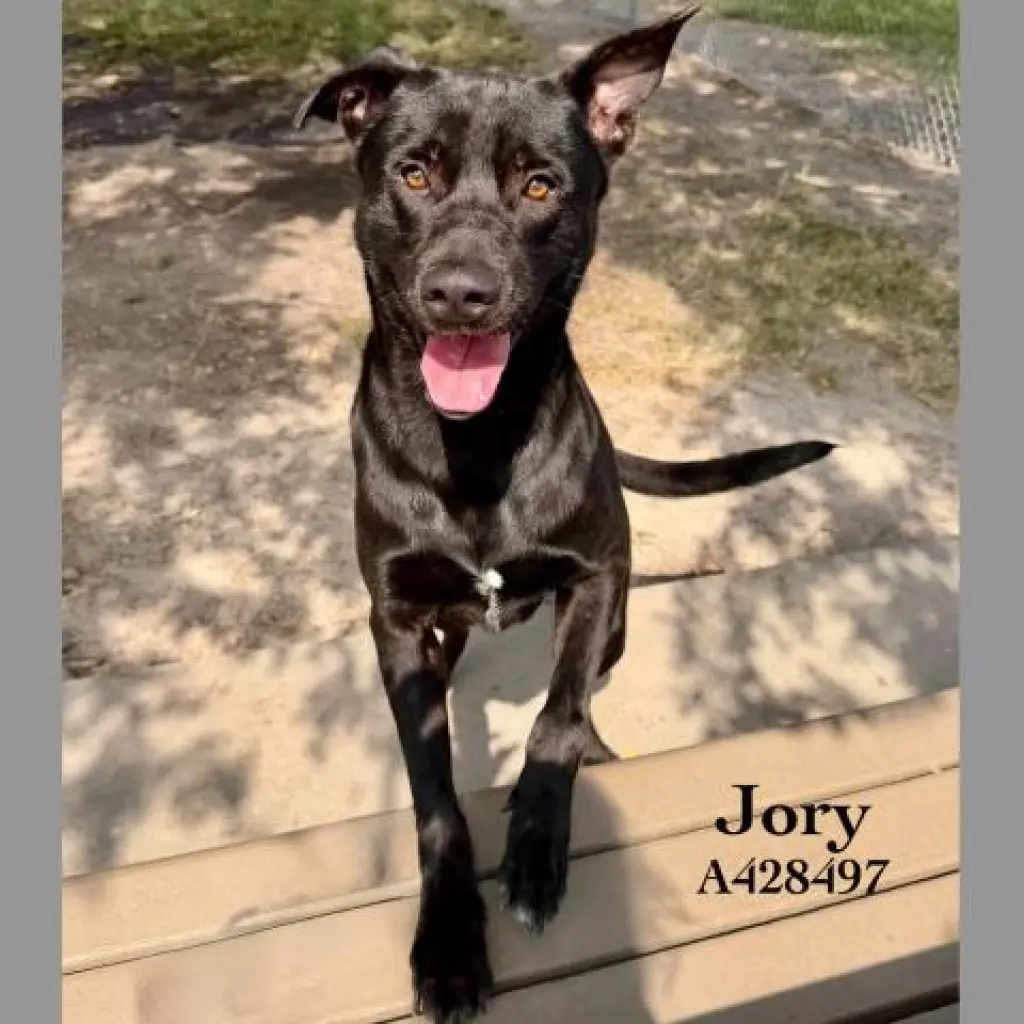 JORY