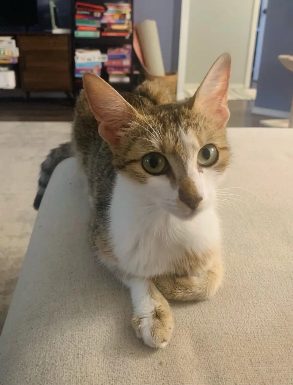 Nova
