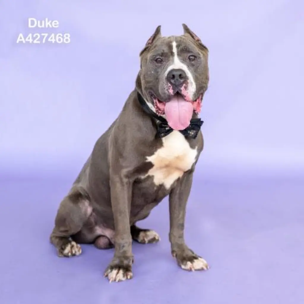 DUKE