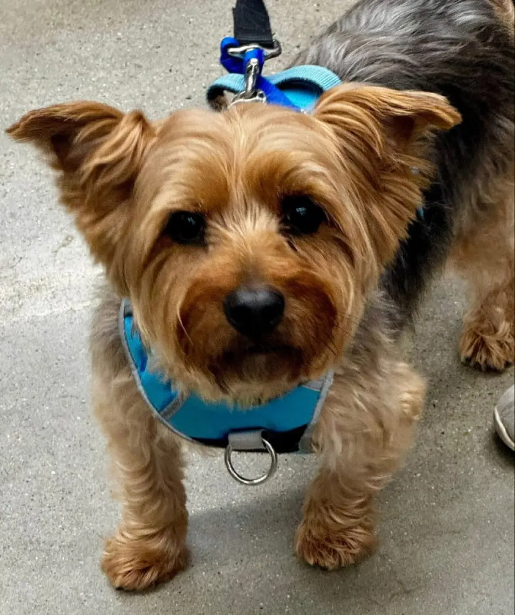 Sam * Adopt or Foster*