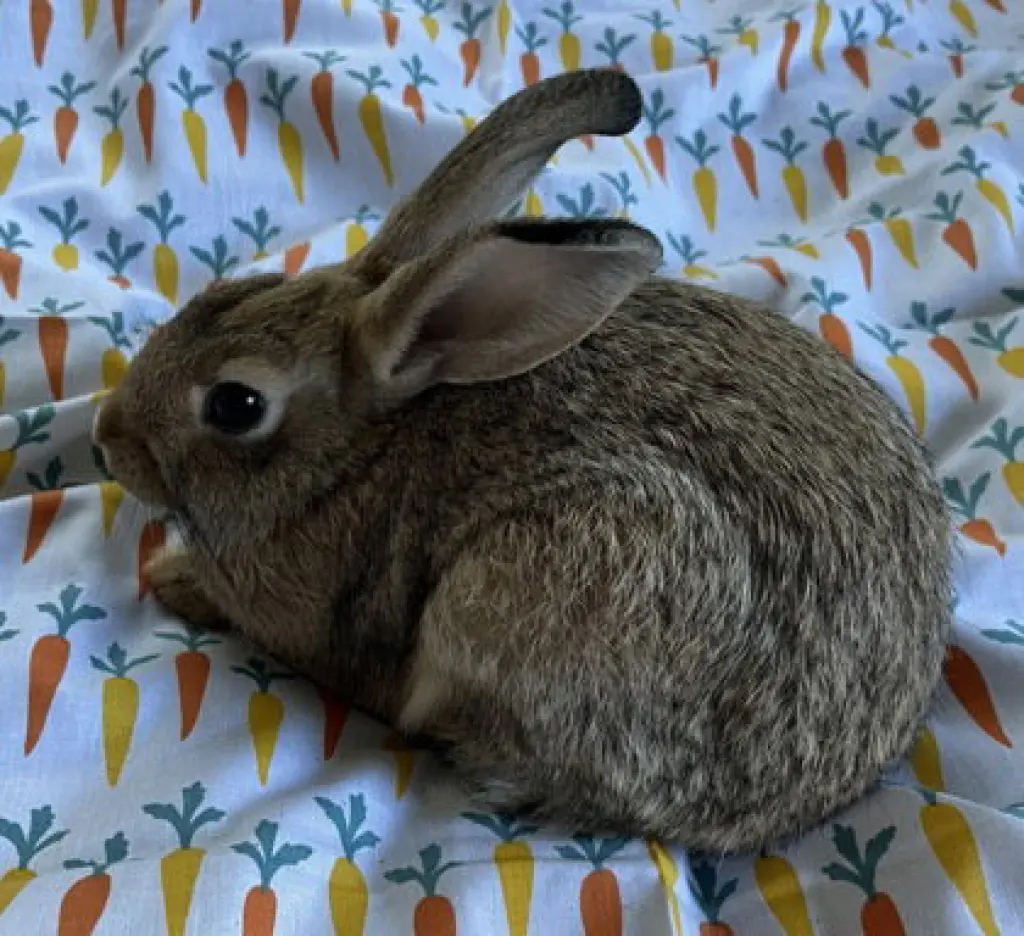Penne