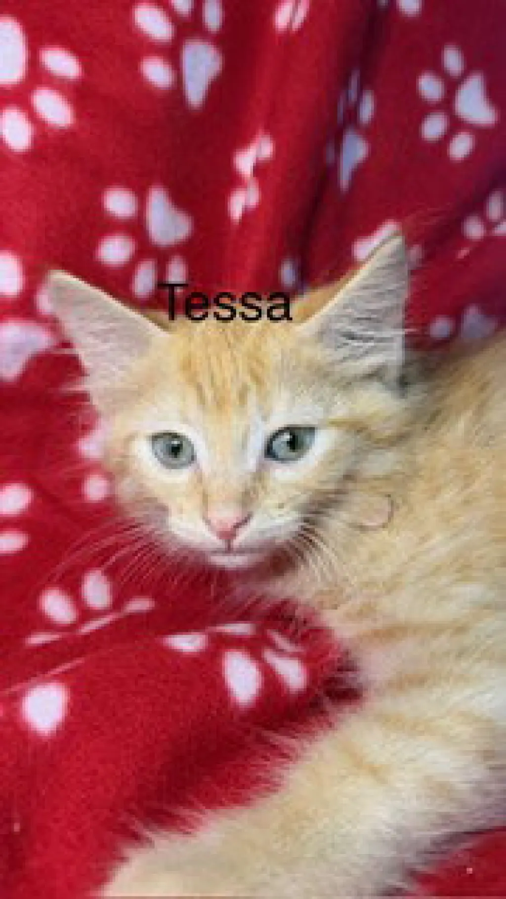 Tessa