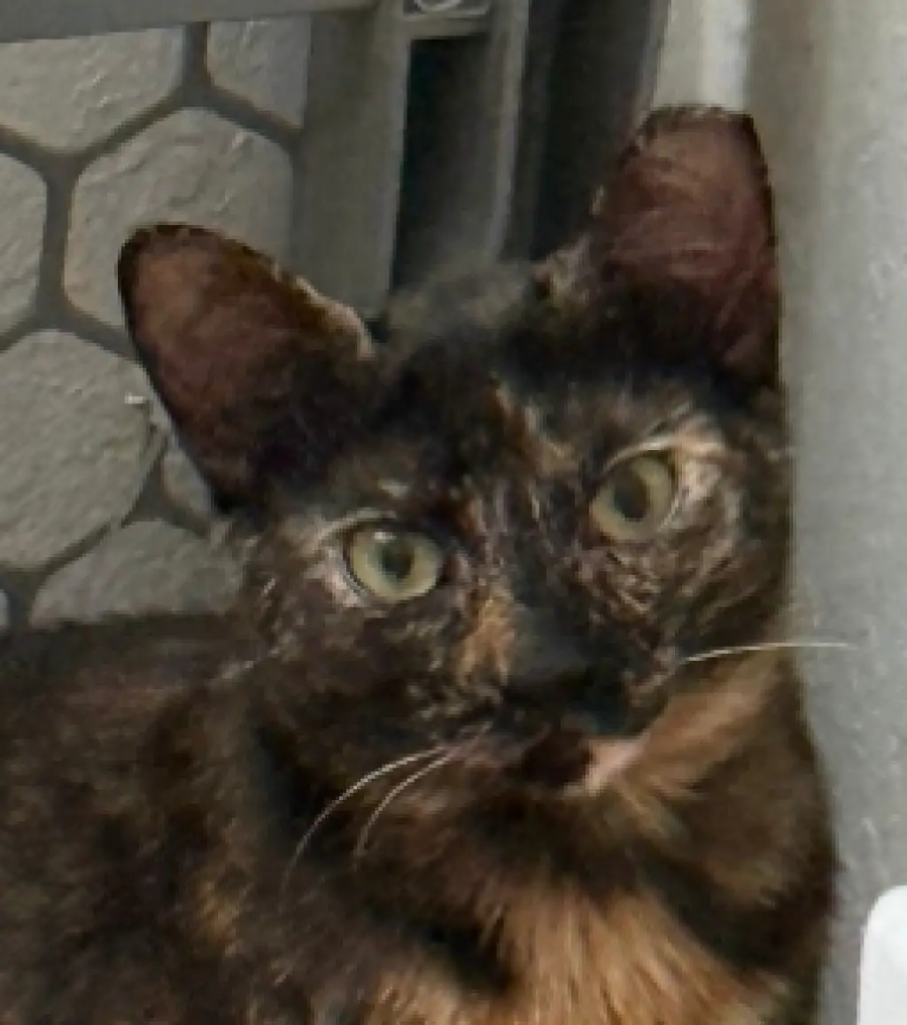 Chiniak (bonded w/ Kodiak)