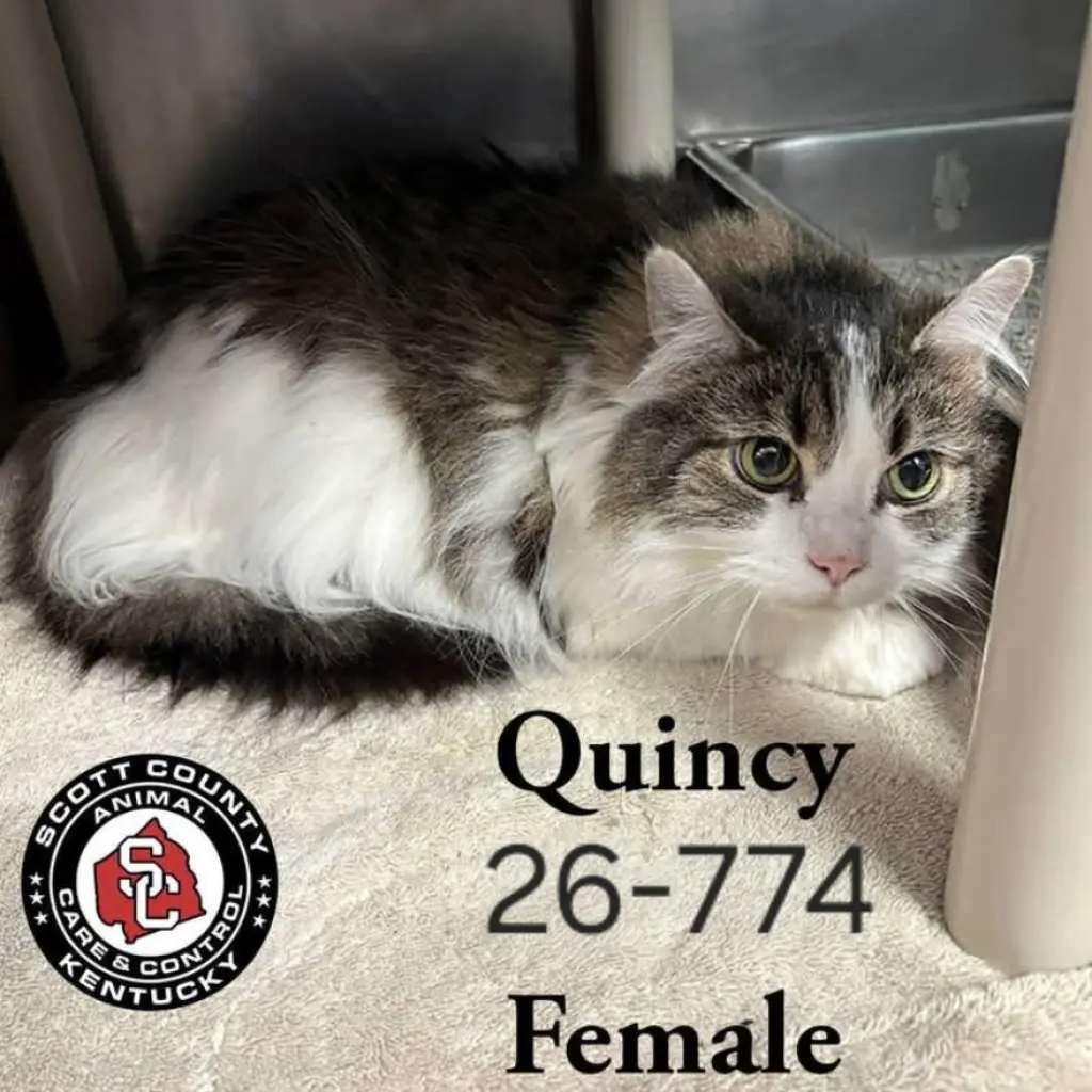 Quincy