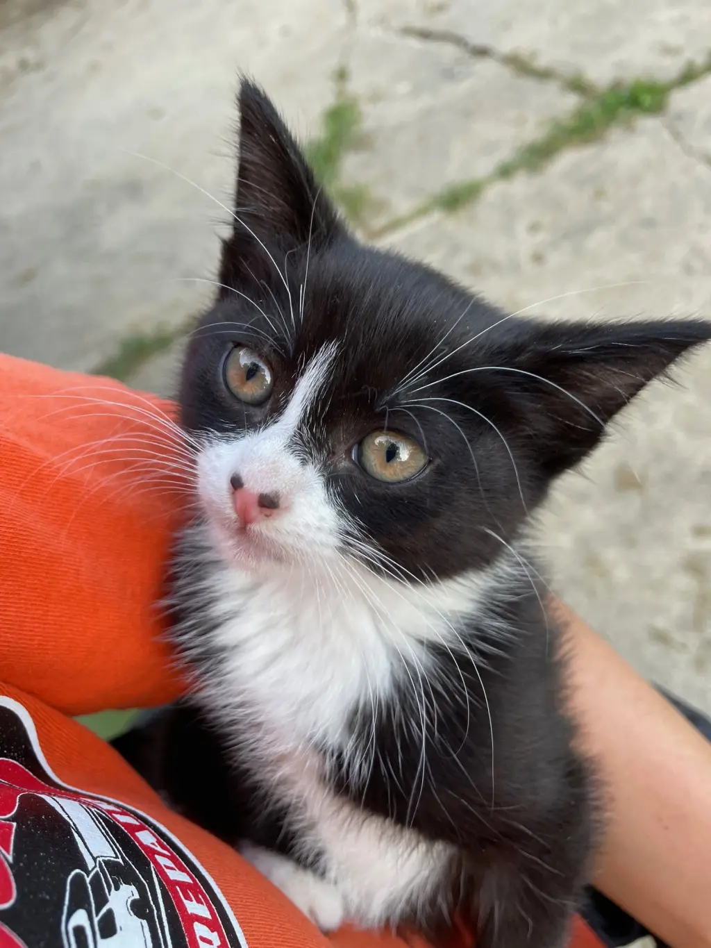 Sybil