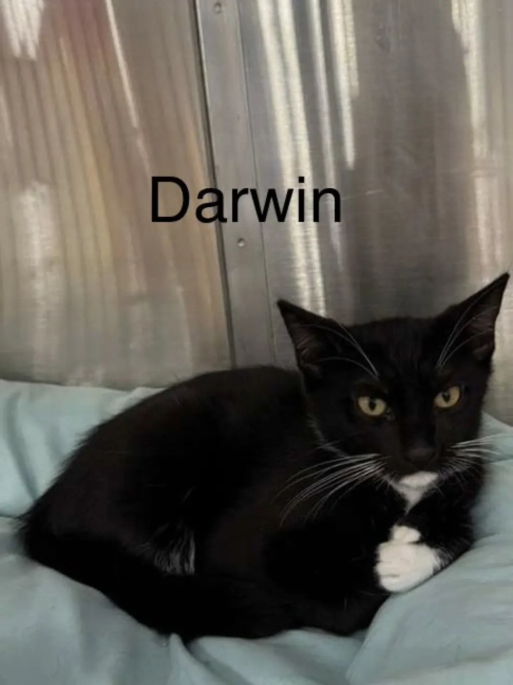 Darwin