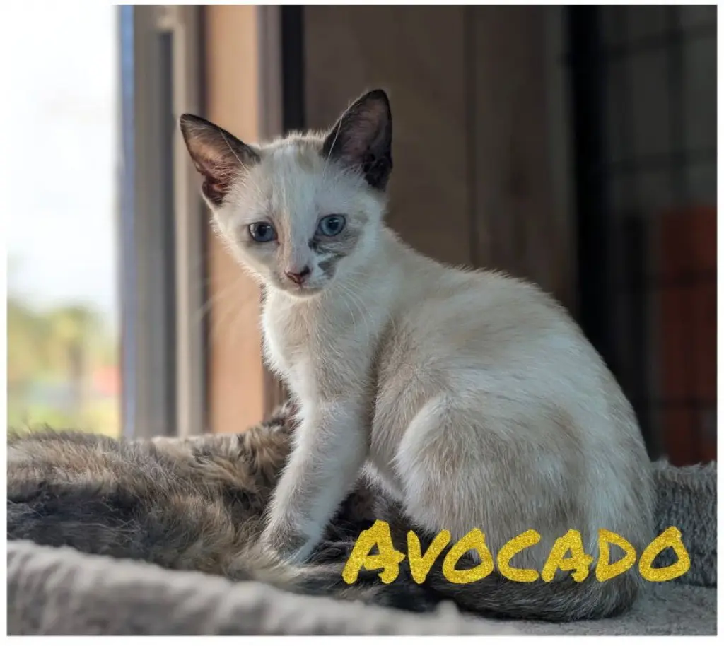 Avocado & Asparagus 4.12.26 (med waiver)