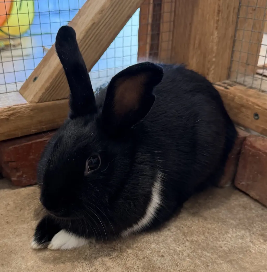 Suzie (bonded w/ Eleanor)