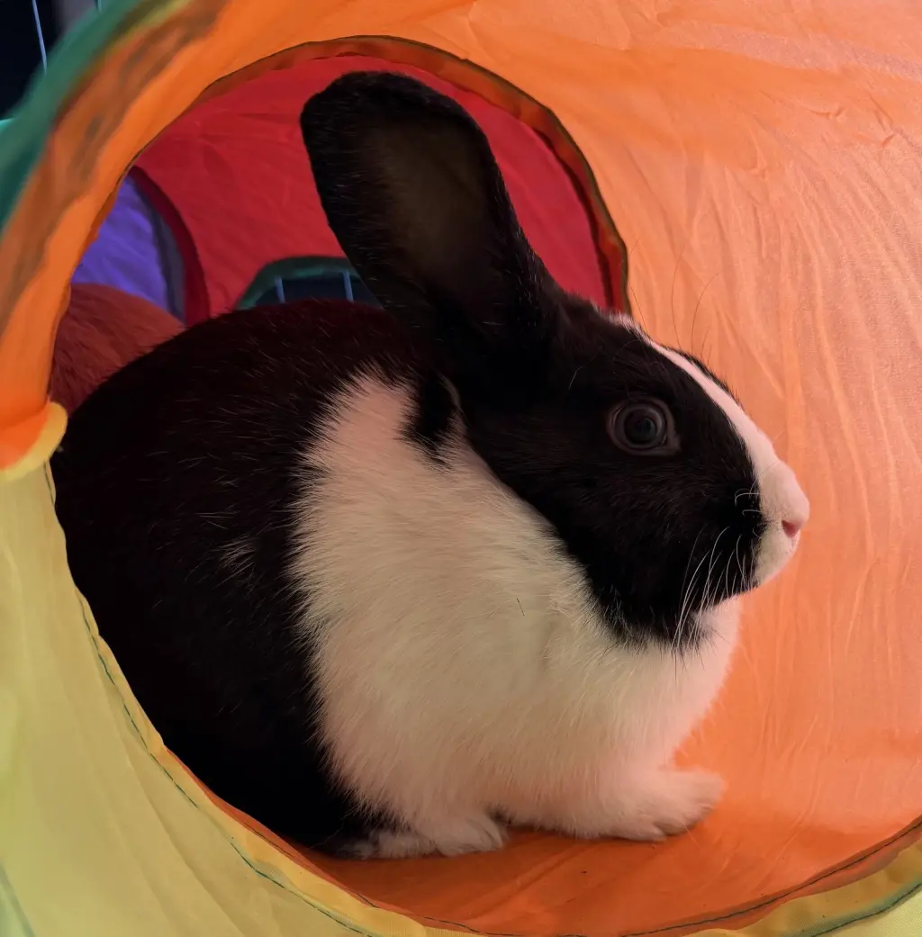 Eleanor (bonded w/ Suzie)