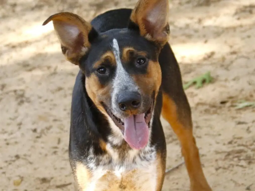ZIGGIE