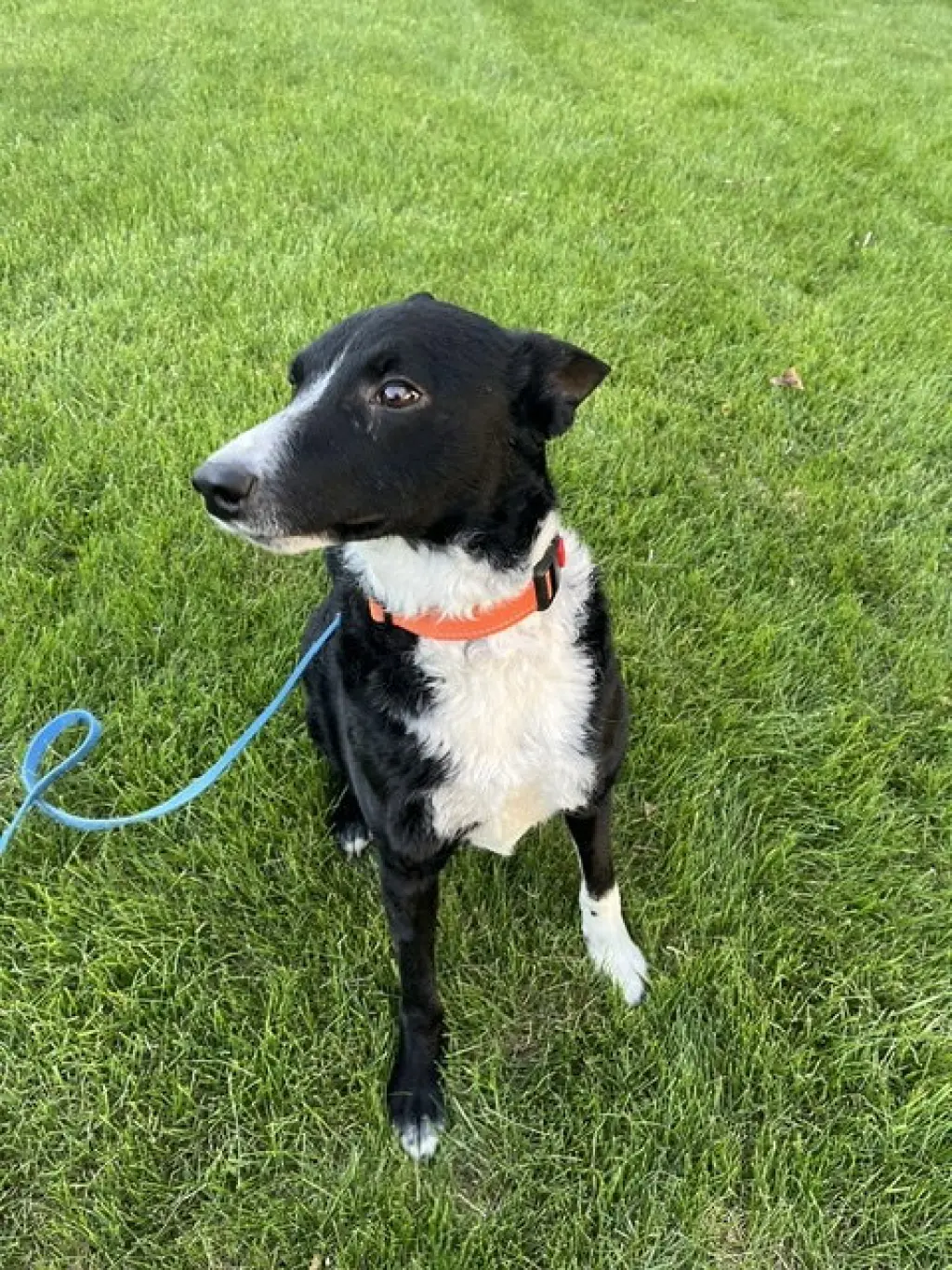 Jesse (a courtesy listing in Northern IL)