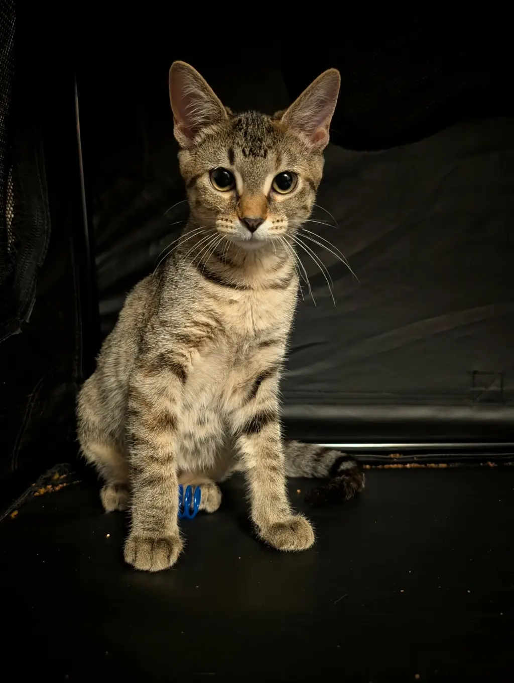 Piper