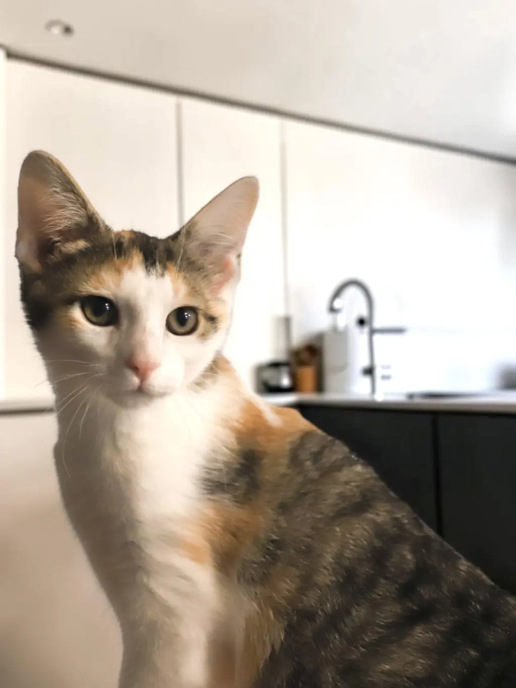 Pippa