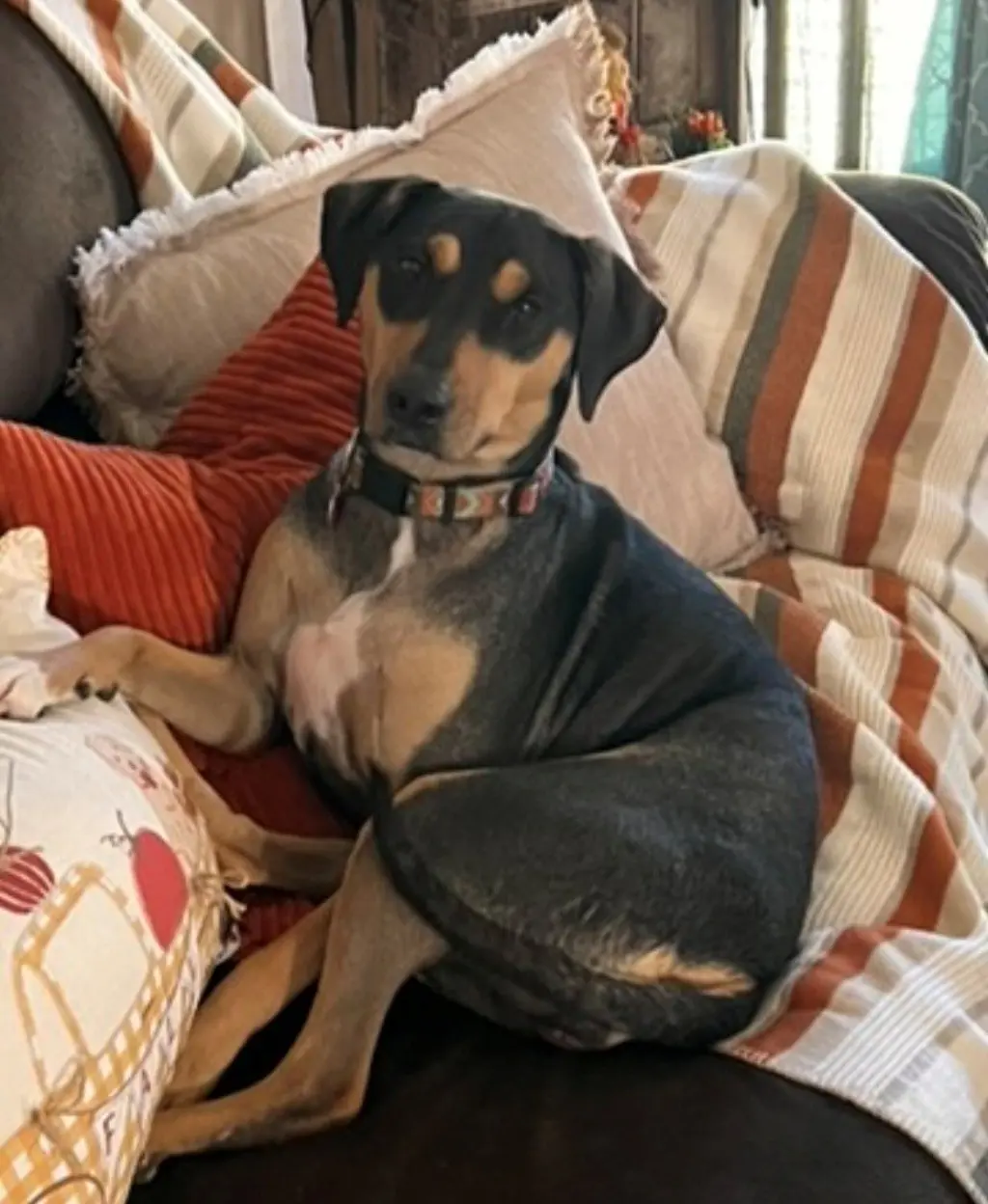 Luna - Courtesy Post