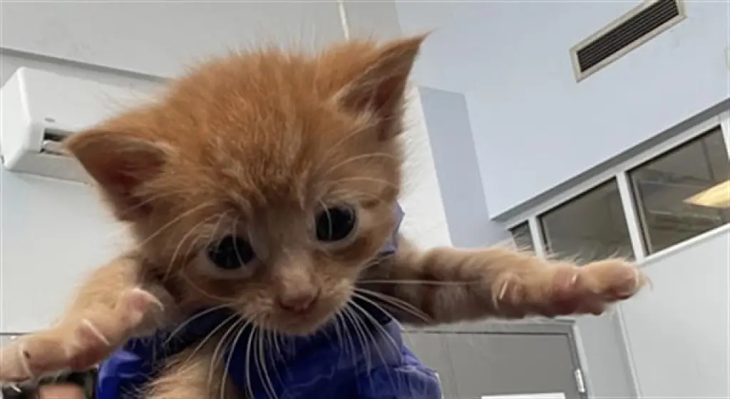 SUGAR