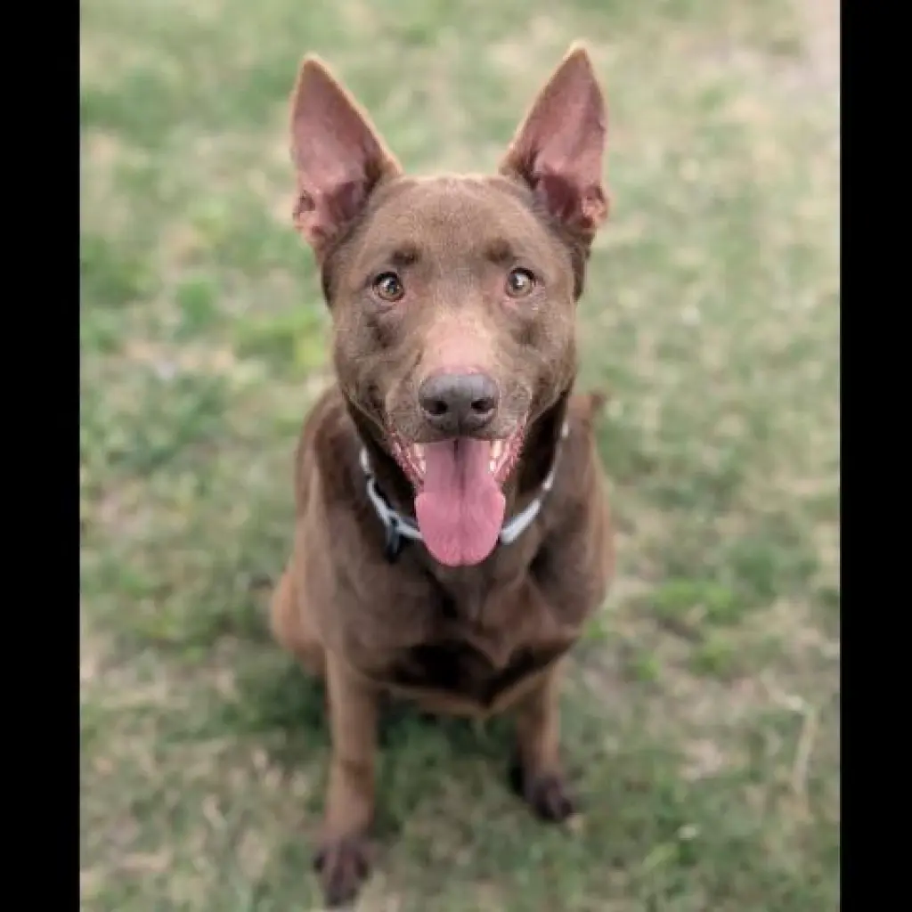 COCO