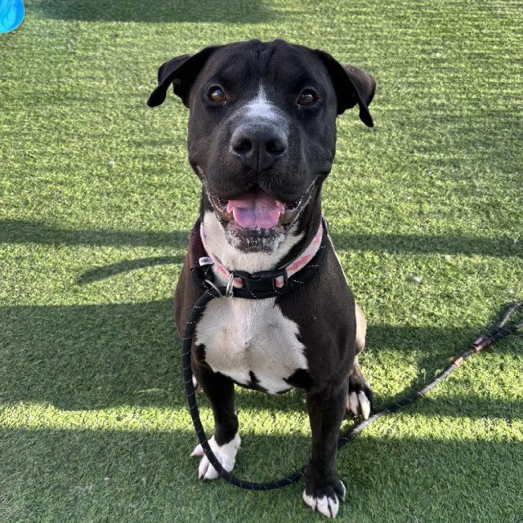 ZANE