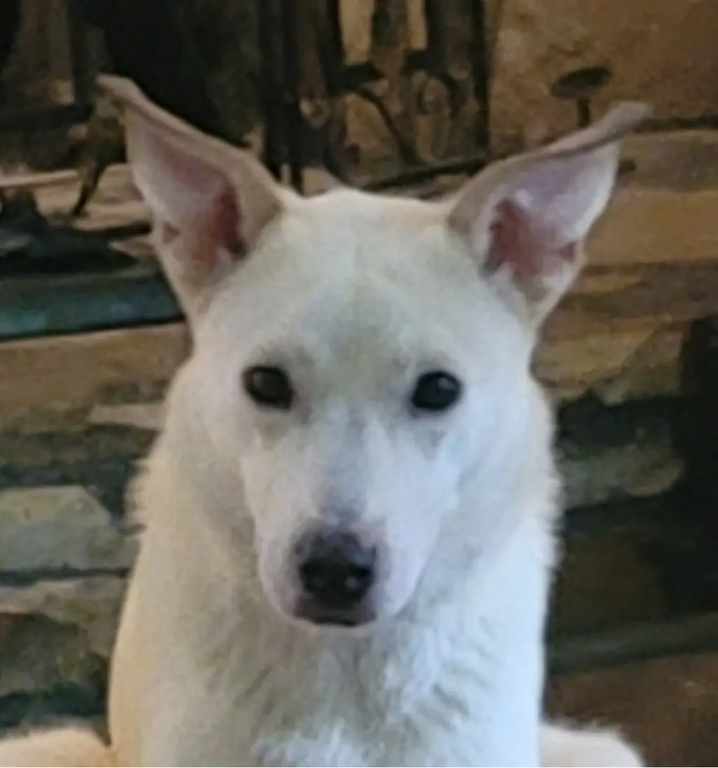 Sami