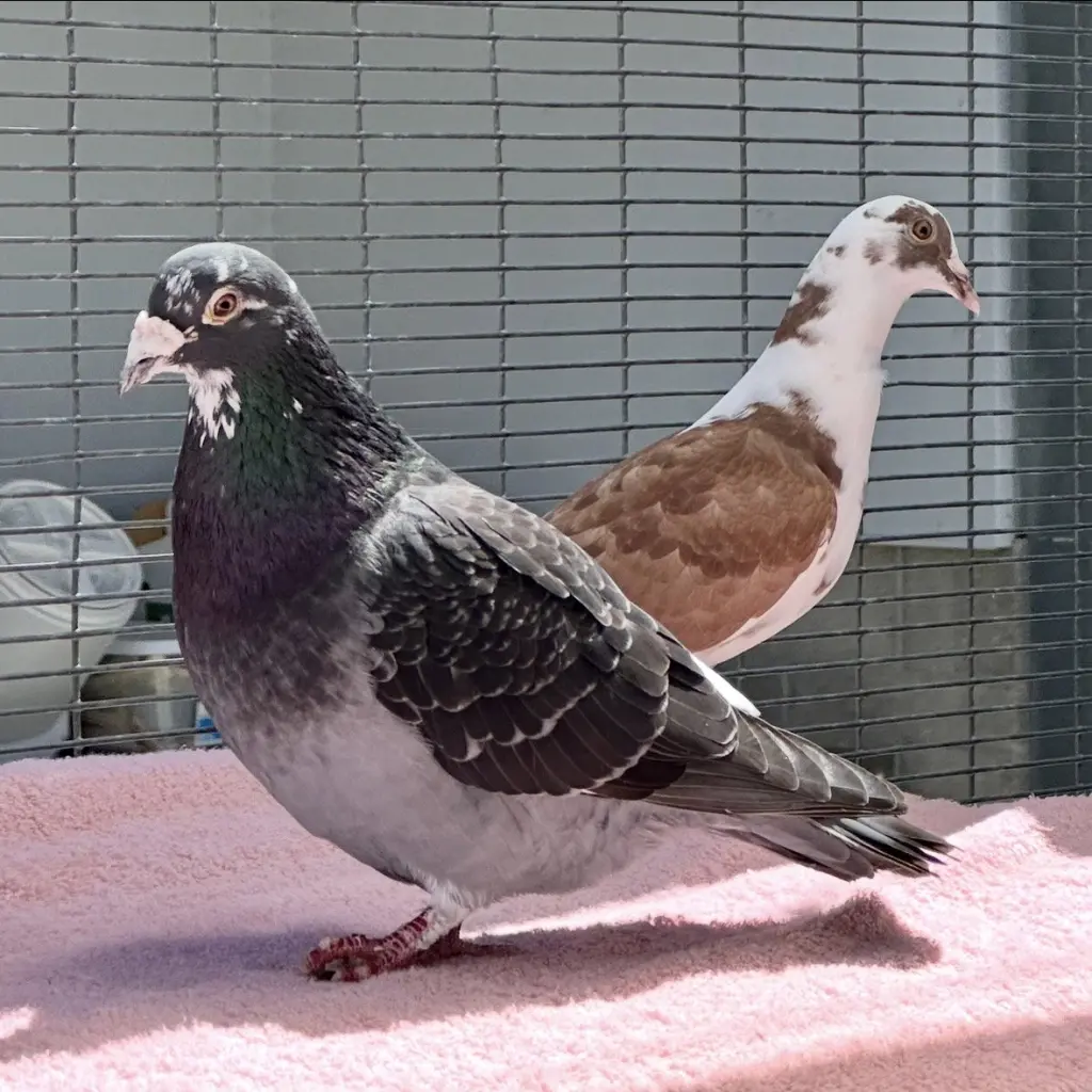 Petunia & Bonito