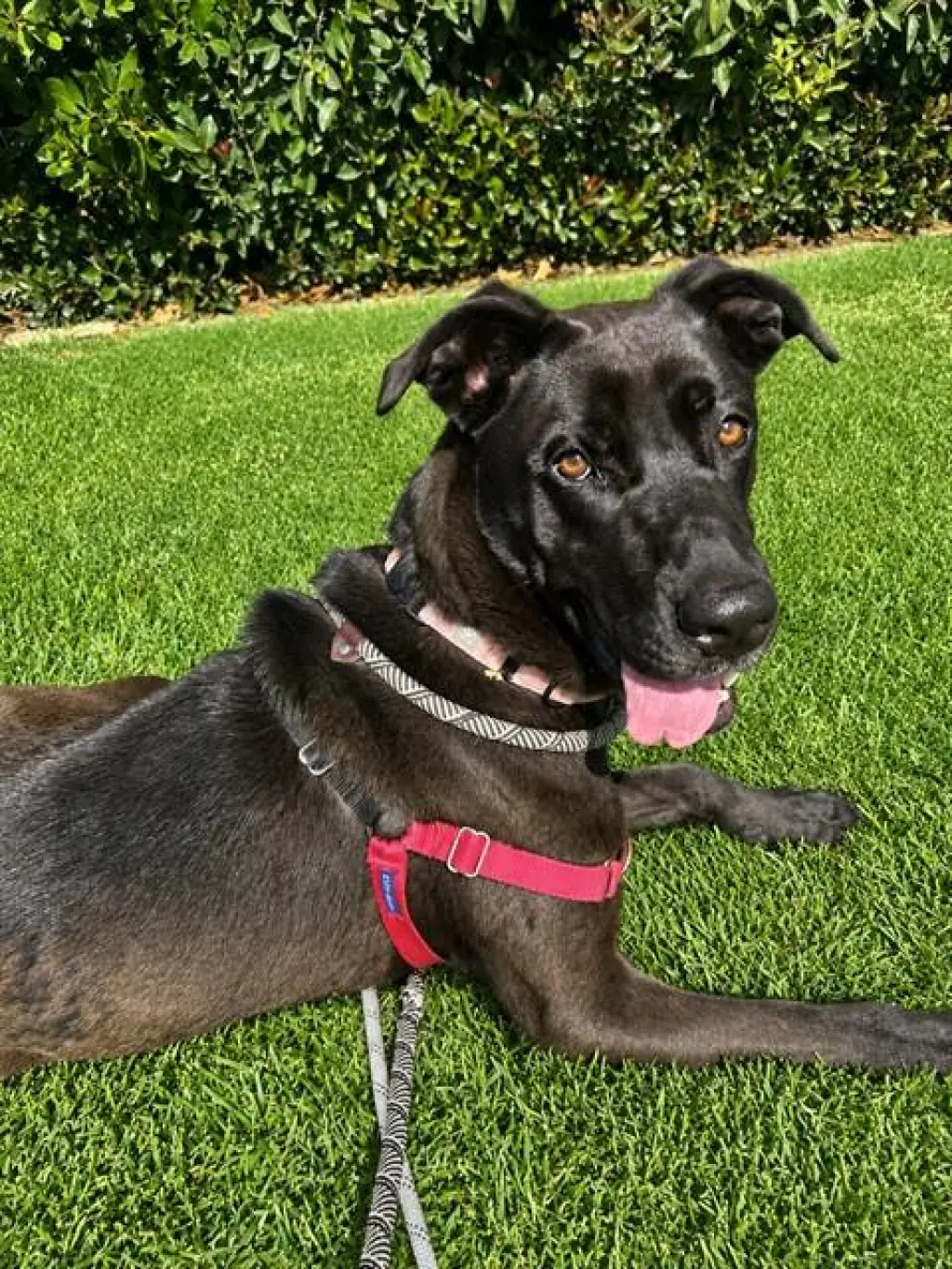 NOVA