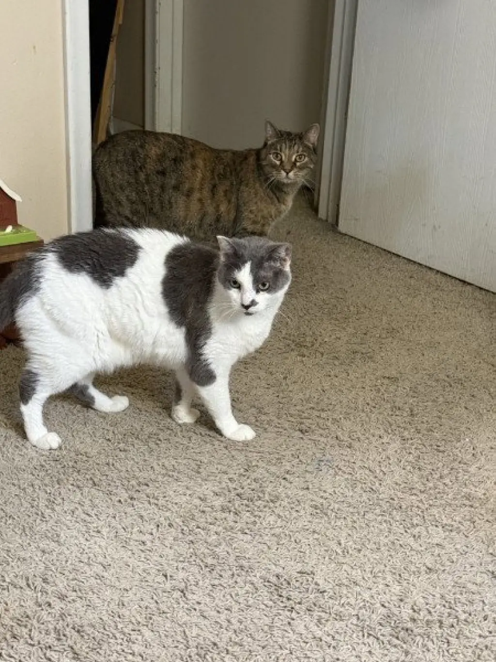Cleo and Charlie