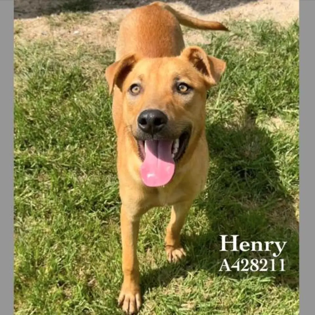 HENRY